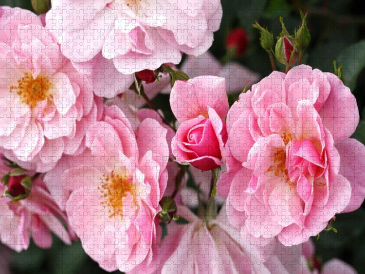 Produktbild: CALVENDO Puzzle Rosa M&auml;rchenland | 1000 Teile Lege-Gr&ouml;&szlig;e 64x48cm Foto-Puzzle f&uuml;r gl&uuml;ckliche Stunden