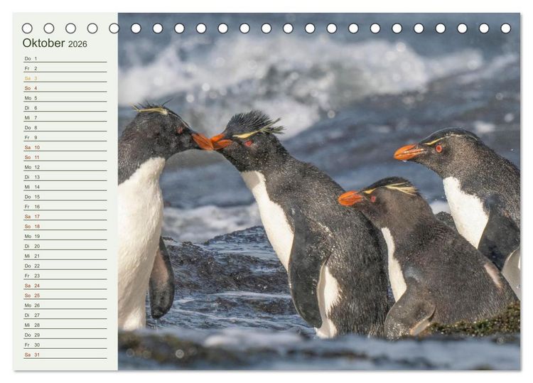 Produktbild: Unter Pinguinen (Tischkalender 2026 DIN A5 quer), CALVENDO Monatskalender