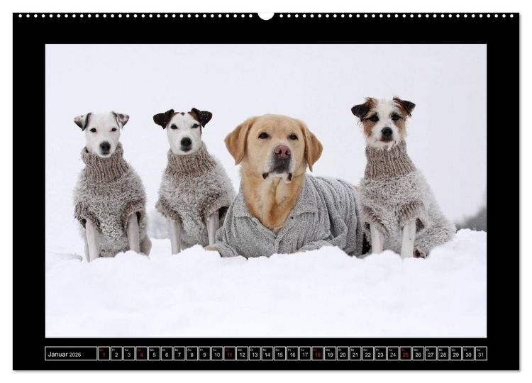 Produktbild: Parson Russell Terrier (hochwertiger Premium Wandkalender 2026 DIN A2 quer), Kunstdruck in Hochglanz