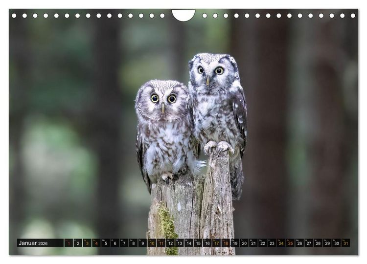 Produktbild: Eulen - Fl&uuml;gel der Nacht (Wandkalender 2026 DIN A4 quer), CALVENDO Monatskalender
