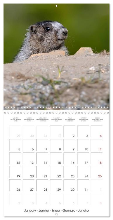 Produktbild: Marmots - Cute and Curious (Wall Calendar 2026 12 &times; 12 Inch) CALVENDO 12 Month Wall Calendar