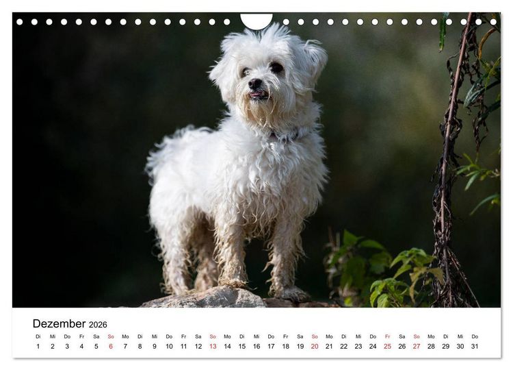 Produktbild: Moritz, der freche Malteser (Wandkalender 2026 DIN A4 quer), CALVENDO Monatskalender