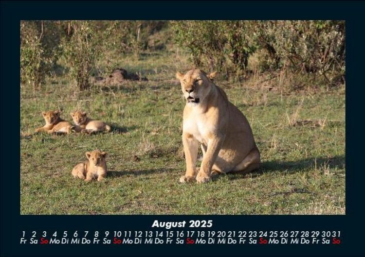 Produktbild: L&ouml;wen in der Wildnis 2025 Fotokalender DIN A5