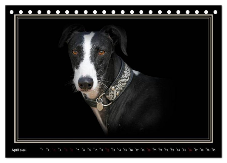 Produktbild: Galgo Espa&ntilde;ol 2026- Der spanische Windhund (Tischkalender 2026 DIN A5 quer), CALVENDO Monatskalender