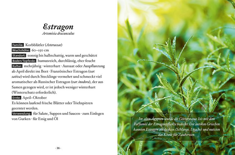 Produktbild: Das kleine Buch: Genusskr&auml;uter