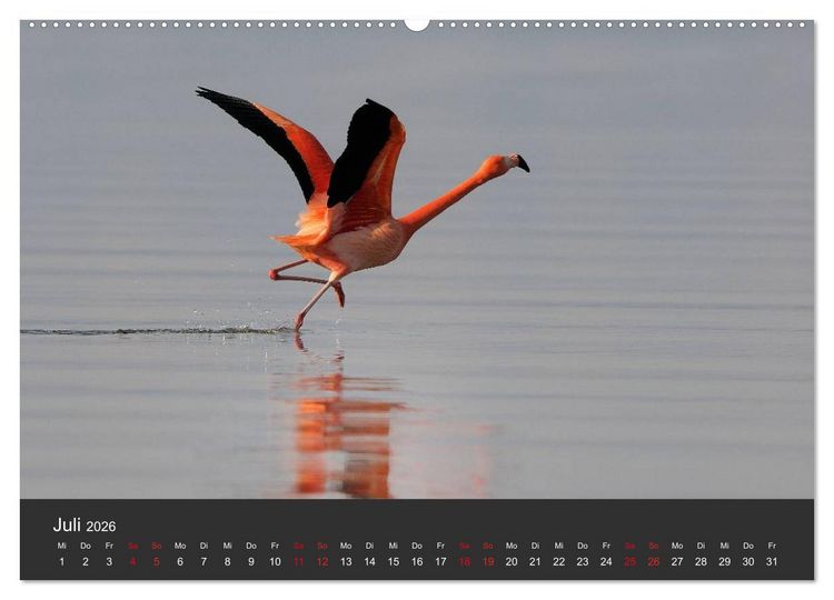 Produktbild: Pretty Flamingo (Wandkalender 2026 DIN A2 quer), CALVENDO Monatskalender