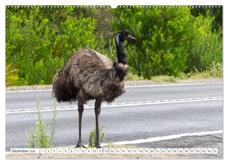 Produktbild: Australiens V&ouml;gel (hochwertiger Premium Wandkalender 2026 DIN A2 quer), Kunstdruck in Hochglanz