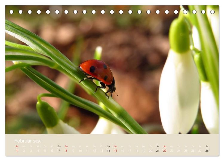 Produktbild: Kleine Gl&uuml;cksk&auml;fer (Tischkalender 2026 DIN A5 quer), CALVENDO Monatskalender