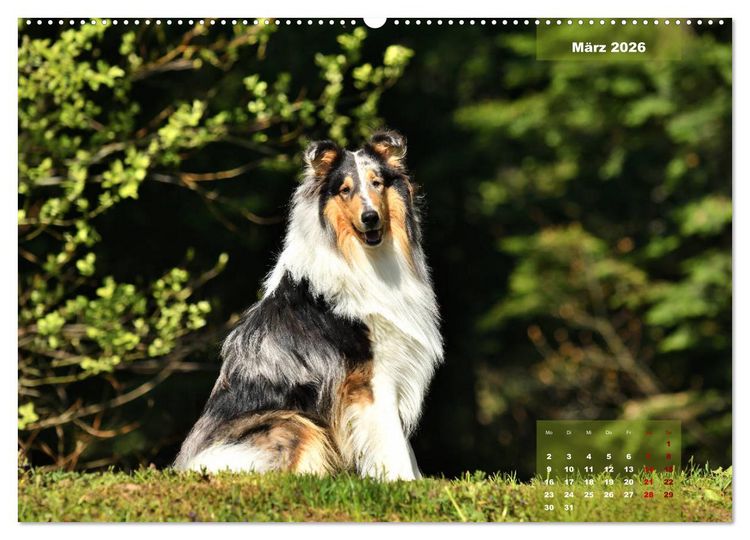 Produktbild: Collies? Was sonst! (hochwertiger Premium Wandkalender 2026 DIN A2 quer), Kunstdruck in Hochglanz