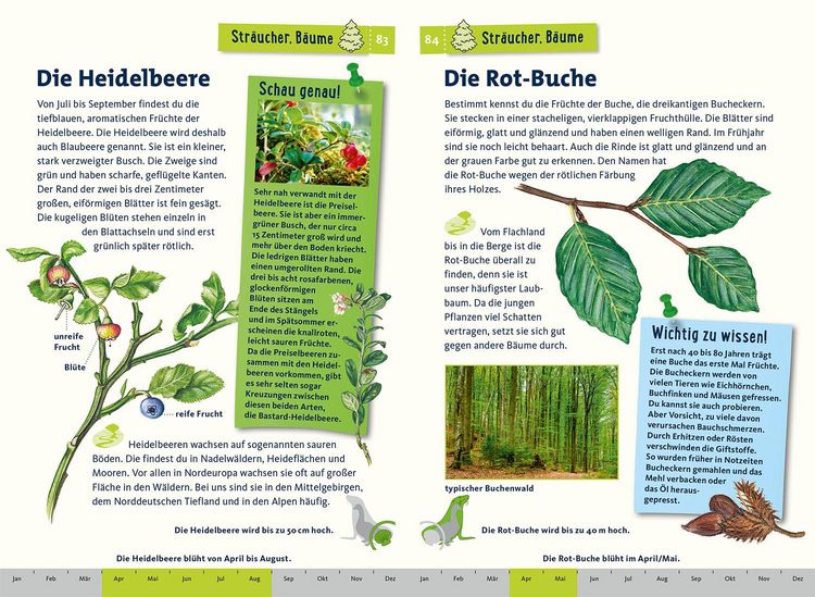 Produktbild: Was lebt im Wald? Kindernaturf&uuml;hrer