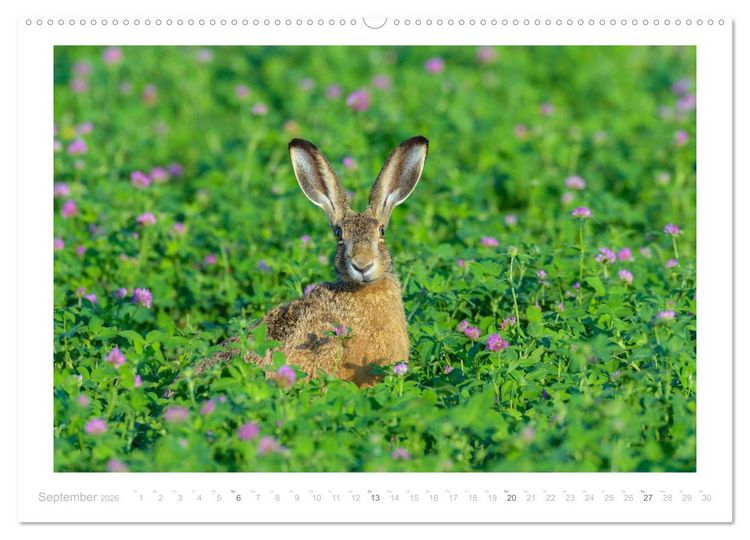 Produktbild: Der Feldhase (hochwertiger Premium Wandkalender 2026 DIN A2 quer), Kunstdruck in Hochglanz