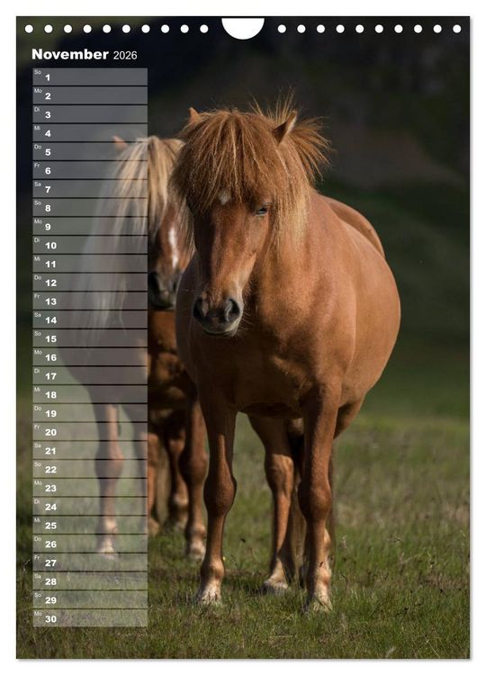 Produktbild: Mein ISLANDPFERDE Planer - Geburtstage, Hof-Feste, Turniere (Wandkalender 2026 DIN A4 hoch), CALVENDO Monatskalender