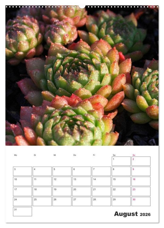 Produktbild: Ich liebe Sempervivum (hochwertiger Premium Wandkalender 2026 DIN A2 hoch), Kunstdruck in Hochglanz
