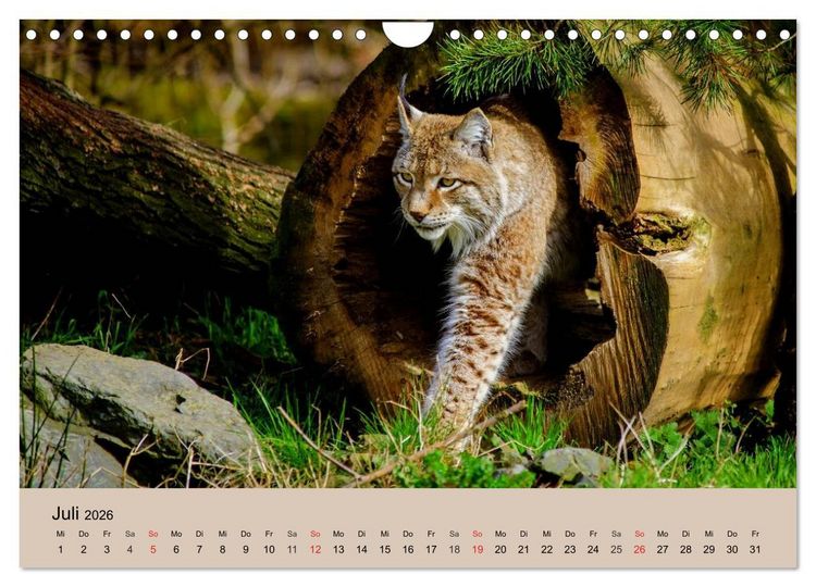 Produktbild: Der Luchs. Pinselohren und Bernsteinaugen (Wandkalender 2026 DIN A4 quer), CALVENDO Monatskalender