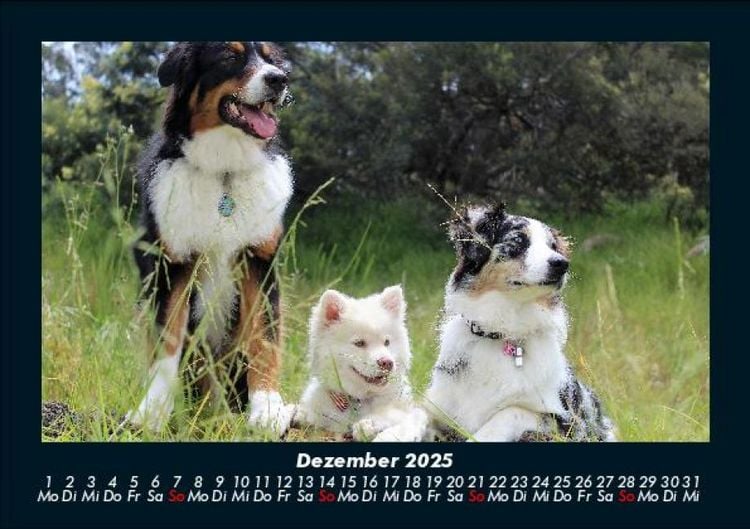 Produktbild: Der Hundekalender 2025 Fotokalender DIN A5