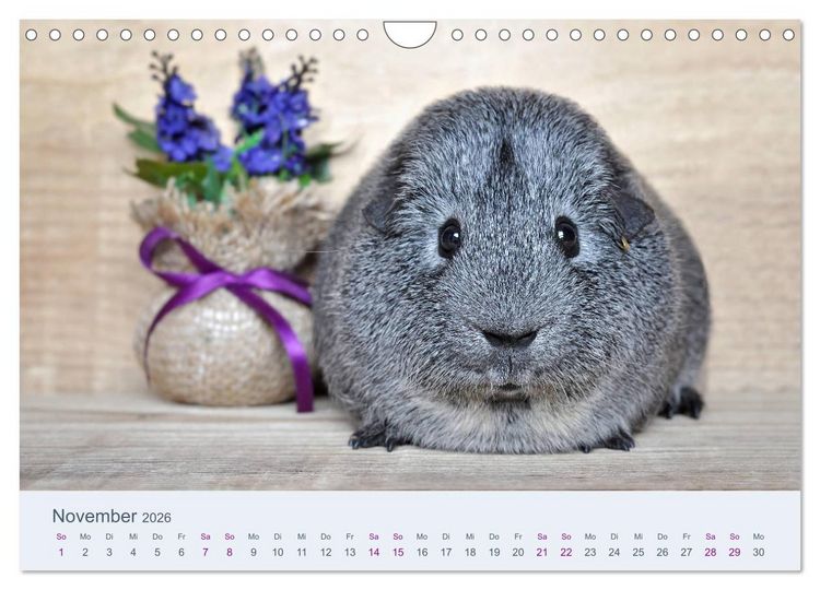 Produktbild: Meerschweinchen Portraits (Wandkalender 2026 DIN A4 quer), CALVENDO Monatskalender