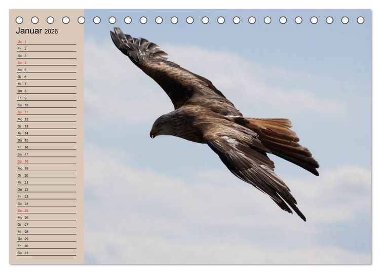 Produktbild: Der Steinadler. Majest&auml;tischer Greifvogel (Tischkalender 2026 DIN A5 quer), CALVENDO Monatskalender