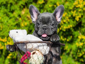 Produktbild: CALVENDO Puzzle Franz&ouml;sische Bulldogge - kleiner Clown auf 4 Pfoten | 1000 Teile Lege-Gr&ouml;&szlig;e 64x48cm Foto-Puzzle f&uuml;r gl&uuml;ckliche Stunden