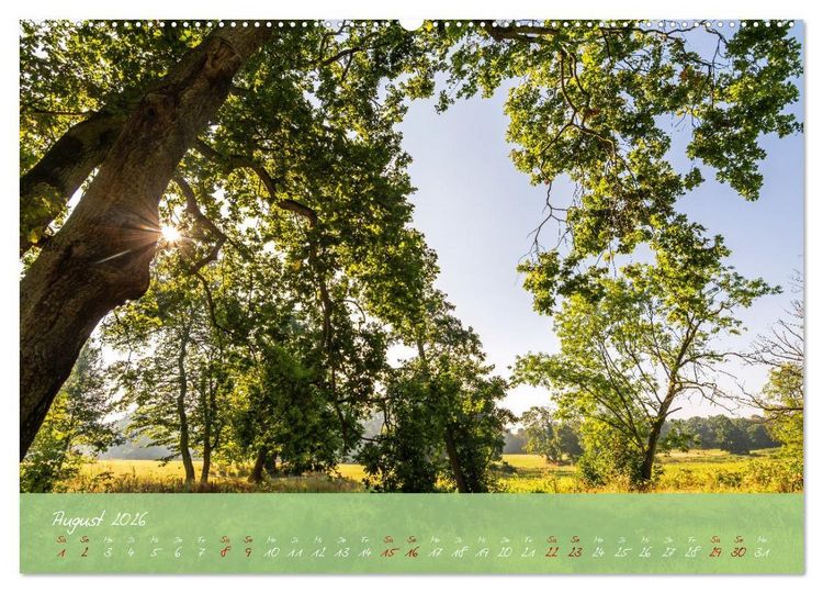 Produktbild: Waldwelten (hochwertiger Premium Wandkalender 2026 DIN A2 quer), Kunstdruck in Hochglanz