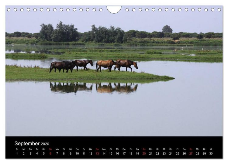 Produktbild: Caballos Spanische Pferde 2026 (Wandkalender 2026 DIN A4 quer), CALVENDO Monatskalender