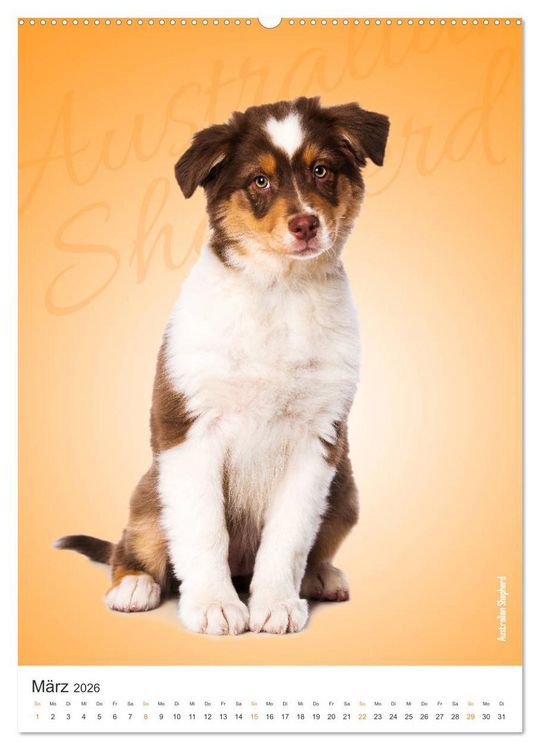 Produktbild: Kunterbunte Hundewelpen (Wandkalender 2026 DIN A2 hoch), CALVENDO Monatskalender
