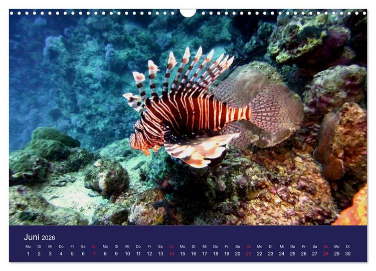 Produktbild: Wunderwelt Korallenriffe (Wandkalender 2026 DIN A3 quer), CALVENDO Monatskalender