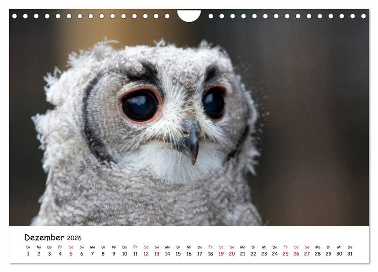 Produktbild: Eulen 2026 (Wandkalender 2026 DIN A4 quer), CALVENDO Monatskalender