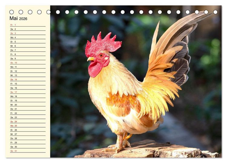 Produktbild: H&uuml;hner. Intelligent, sch&ouml;n und faszinierend (Tischkalender 2026 DIN A5 quer), CALVENDO Monatskalender