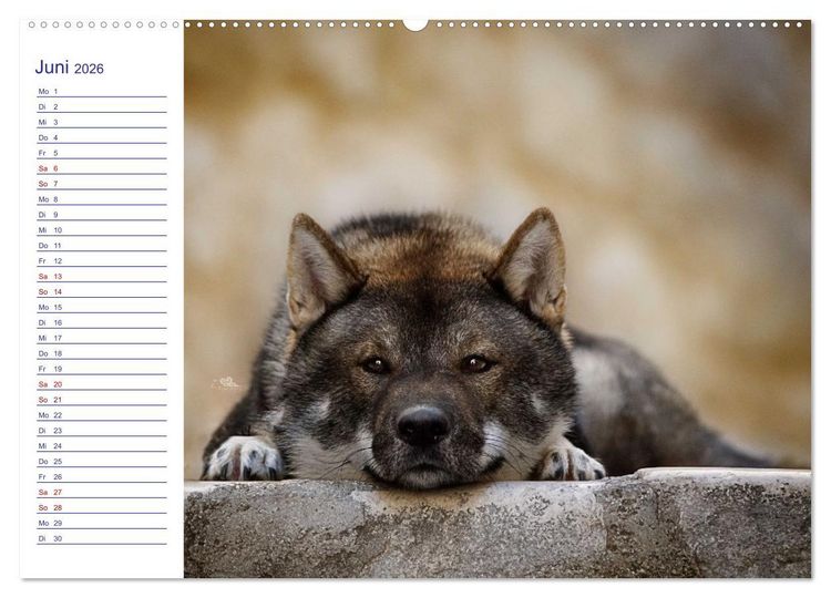 Produktbild: Japans Seelenhunde (Wandkalender 2026 DIN A2 quer), CALVENDO Monatskalender