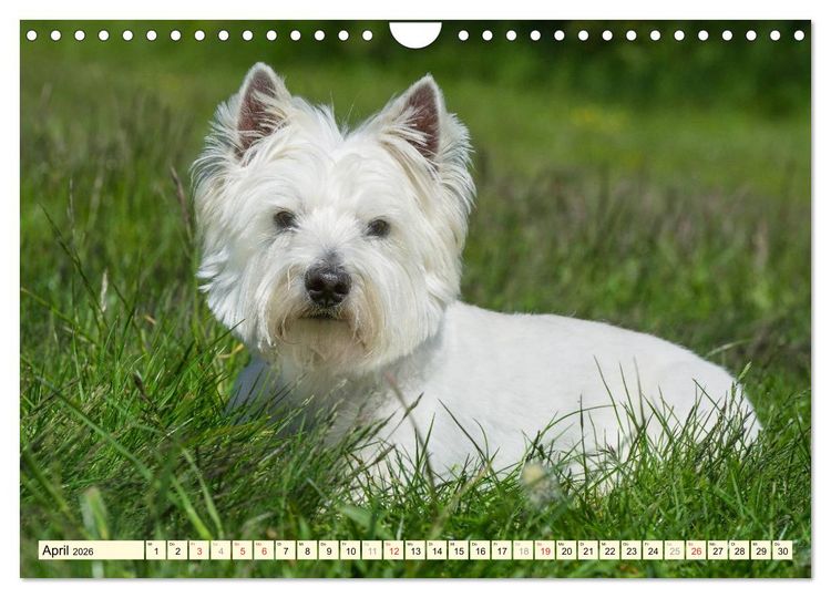 Produktbild: Kobold auf 4 Pfoten - West Highland White Terrier (Wandkalender 2026 DIN A4 quer), CALVENDO Monatskalender