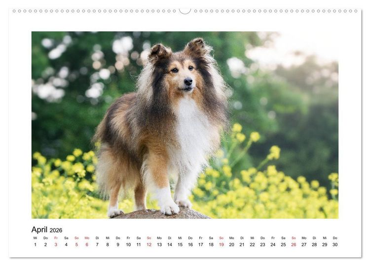 Produktbild: Herzensshelties - Shetland Sheepdogs (hochwertiger Premium Wandkalender 2026 DIN A2 quer), Kunstdruck in Hochglanz
