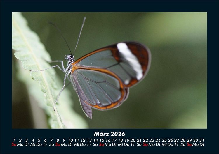 Produktbild: Bunte Pracht der Schmetterlinge 2026 Fotokalender DIN A5