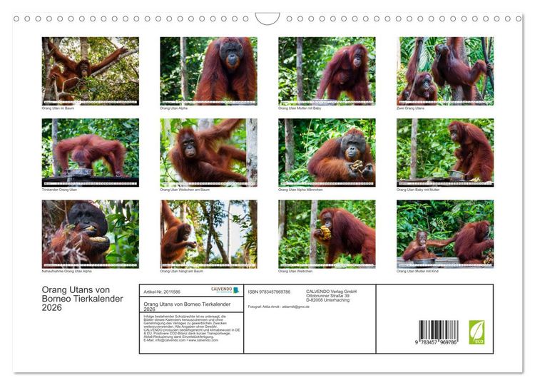 Produktbild: Orang Utans von Borneo Tierkalender 2026 (Wandkalender 2026 DIN A3 quer), CALVENDO Monatskalender