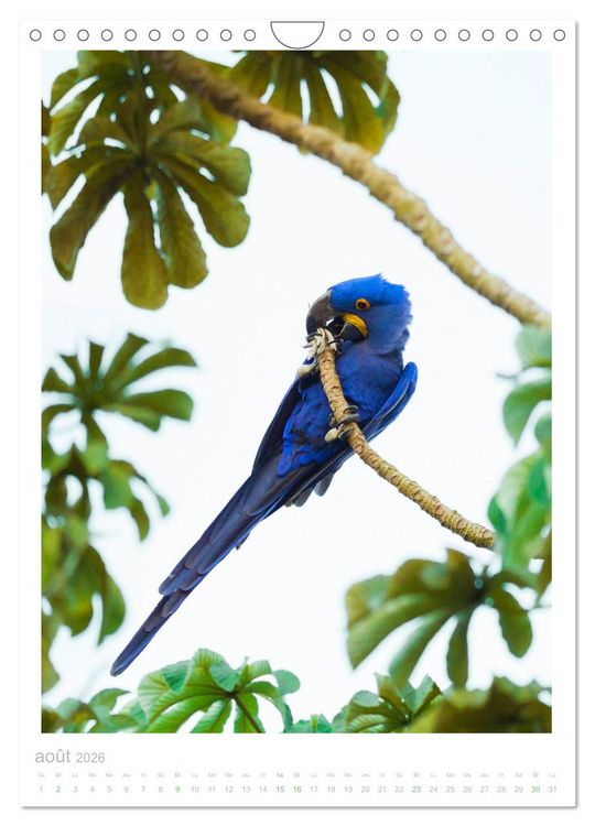 Produktbild: Le Pantanal (Calendrier mural 2026 DIN A4 horizontal), CALVENDO calendrier mensuel