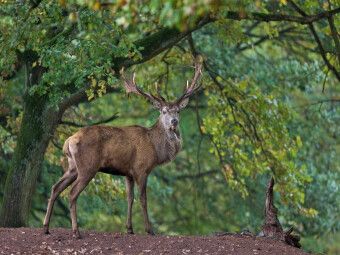 Produktbild: CALVENDO Puzzle K&ouml;nig des Waldes | 1000 Teile Lege-Gr&ouml;&szlig;e 64x48cm Foto-Puzzle f&uuml;r gl&uuml;ckliche Stunden