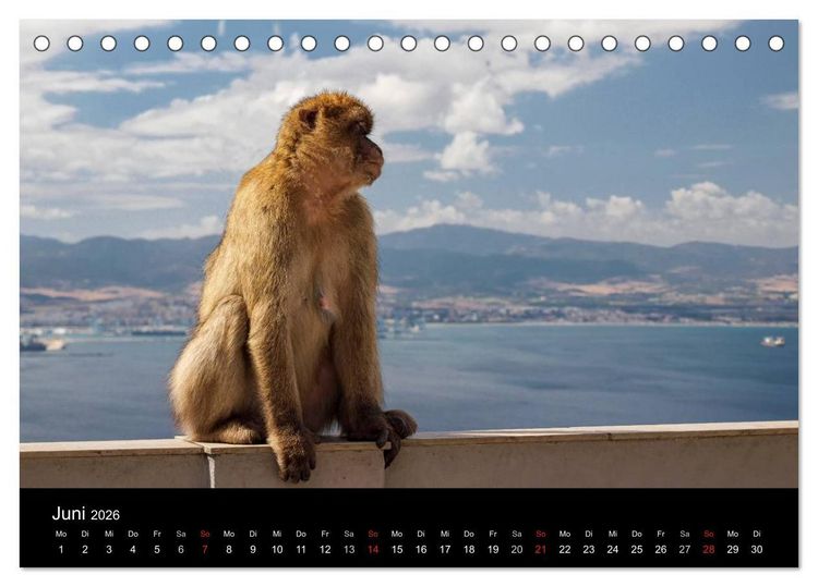 Produktbild: Gibraltar - der Affenfelsen (Tischkalender 2026 DIN A5 quer), CALVENDO Monatskalender