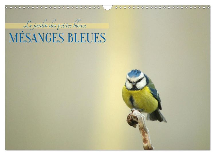 Produktbild: M&eacute;sanges bleues (Calendrier mural 2027 DIN A3 vertical), CALVENDO calendrier mensuel