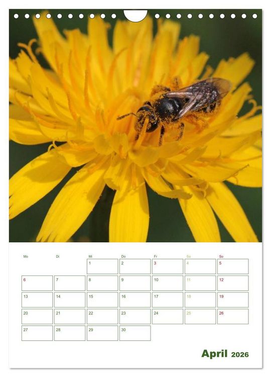 Produktbild: Bienen-Terminplaner 2026 (Wandkalender 2026 DIN A4 hoch), CALVENDO Monatskalender