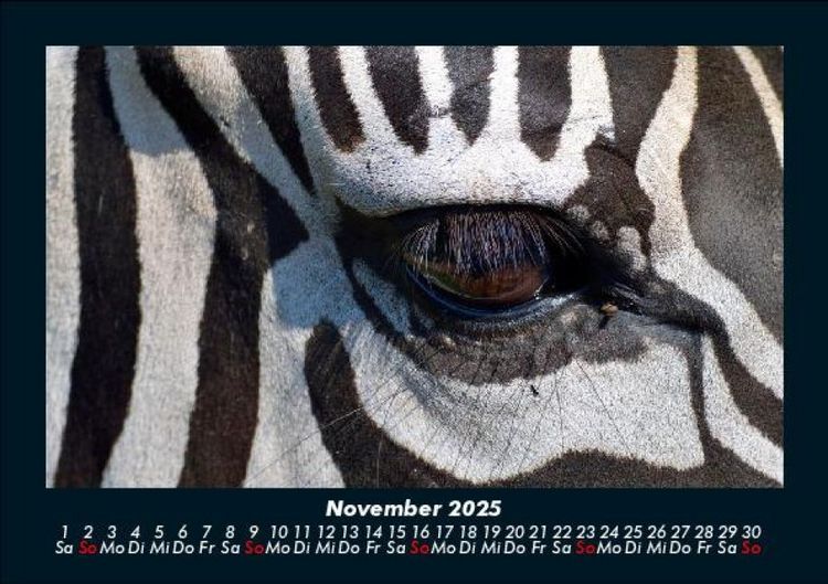 Produktbild: Zebrazauber 2025 Fotokalender DIN A5