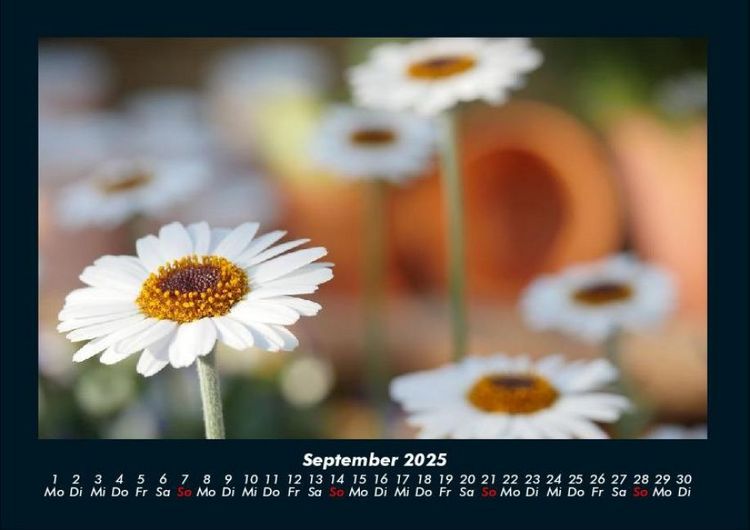 Produktbild: Pflanzen und Bl&uuml;ten 2025 Fotokalender DIN A4