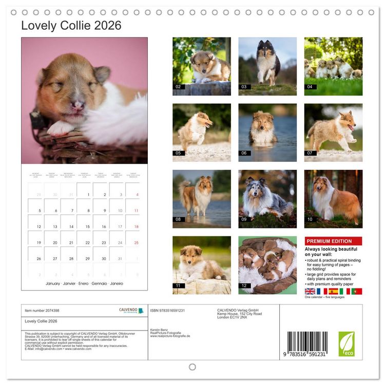 Produktbild: Lovely Collie 2026 (Wall Calendar 2026 12 &times; 12 Inch) CALVENDO 12 Month Wall Calendar