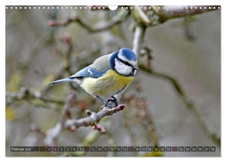 Produktbild: Heimische Singv&ouml;gel in Feld und Flur (Wandkalender 2026 DIN A3 quer), CALVENDO Monatskalender