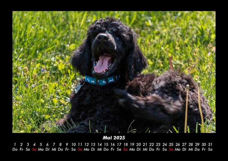 Produktbild: Hundezauber 2025 Fotokalender DIN A3