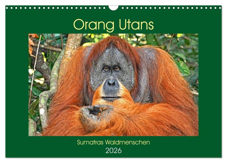 Produktbild: Orang Utans Sumatras Waldmenschen (Wandkalender 2026 DIN A3 quer), CALVENDO Monatskalender
