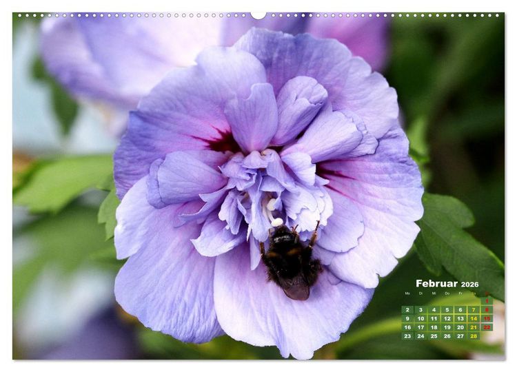 Produktbild: Sommerliche Bl&uuml;tentr&auml;ume (Wandkalender 2026 DIN A2 quer), CALVENDO Monatskalender