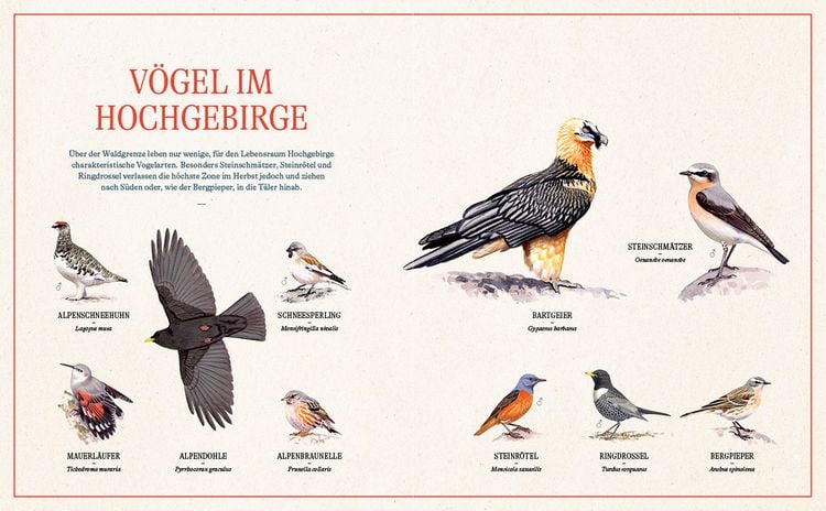 Produktbild: Unsere Vogelwelt