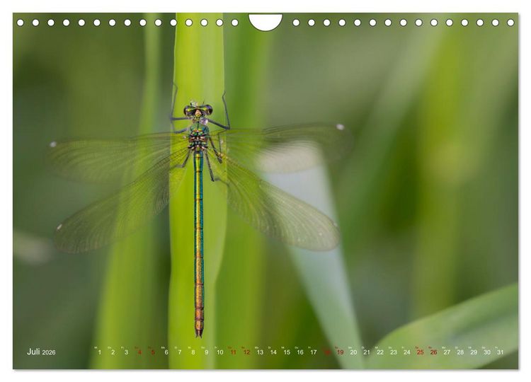 Produktbild: Naturwunder Libellen (Wandkalender 2026 DIN A4 quer), CALVENDO Monatskalender