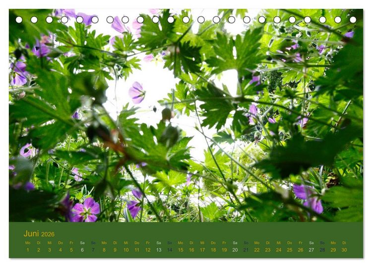 Produktbild: Gartenfl&uuml;stern (Tischkalender 2026 DIN A5 quer), CALVENDO Monatskalender