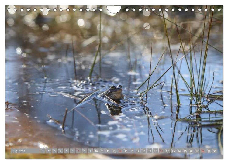 Produktbild: Pietzmoor - ein Hochmoor in der L&uuml;neburger Heide (Wandkalender 2026 DIN A4 quer), CALVENDO Monatskalender