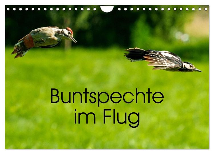 Produktbild: Buntspechte im Flug (Wandkalender 2027 DIN A4 quer), CALVENDO Monatskalender